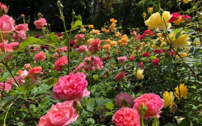 Tips For Spring Gardening